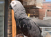 African grey parrot