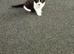 3 kittens for sale