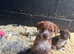 Terrier x collie pups for sale