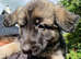 Beautiful litter of Long coated German Shepherd puppies