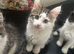 Kittens