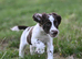 Excellent quality kc springer spaniel pups