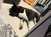 Akita