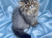 Reduced GCCF registered persian kitten