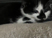 Kitten female