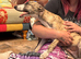Whippet Puppies