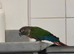 Conure semi tame