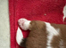 Beautiful litter of Shih Tzu puppies