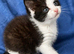 BEAUTIFUL RAGDOLL X KITTENS