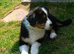 Black tri Australian shepherds for sale