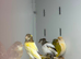 Canaries