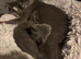 Beautiful Russian blue kittens