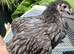 2 x bantam punnets