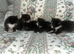 Kittens wanting new