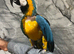 Stunning Lovely Tame Talking Blue & Gold Macaw Parrot,15