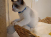 Active kittens of Champion Status dad