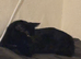 x1 Adult Male Indoor Only Cat for Rehoming