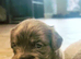 Beautiful puppies available