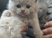 Lilac and blue british short-hair kittens available