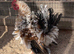 Perfect pets tiny seramas
