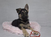 Beautiful German shepherd puppies
