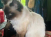 Birman Seal Point last seen around Gladstone road