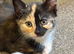 4 beautiful kittens looking for there forever homes