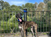 Saluki collie greyhound