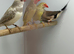 Star finches