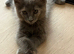 Beautiful fluffy female Ragcoon kittens