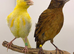 x3 canary&rsquo;s available