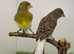 Pair canary available