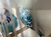 Pair of exhibition budgies for sale