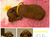 F1BB Toy Cavapoo