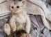 Male persian x cross kitten