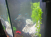 Fish tank tropical