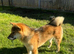 Male Sesame Shiba Inu