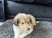 Male KC Sable and white Rough Collie Pups