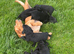 **1 puppy left Ready to go**Springador Puppies for Sale