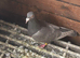 2. Brown check hens
