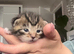 Gorgeous tabby kittens ready for reservation!