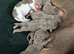 Lilac jack Russell’s