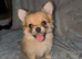 2 beautiful pomchi puppies