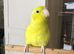 Stunning Parrotlet for rehome