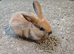 Mini rex x mini lop