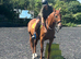Boston &ndash; Approx. 16.3&ndash;17hh, 5yo Thoroughbred Gelding