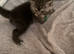 Scottish fold kitten