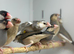 Java finches