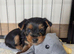 Yorkshire Terrier Puppies