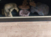 Vivexotic Reptile Vivarium Maxi Large Black